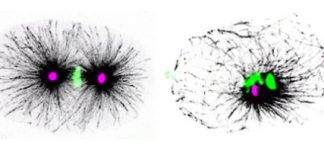 Research: The complexity of division by two —