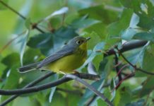Research: The goal is to conserve habitat and protect migratory birds —
