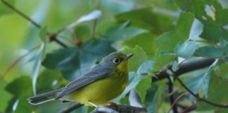 Research: The goal is to conserve habitat and protect migratory birds —