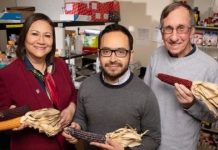 Research: Phenols in purple corn fight diabetes, obesity, inflammation in mouse cells —