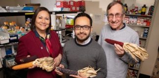 Research: Phenols in purple corn fight diabetes, obesity, inflammation in mouse cells —
