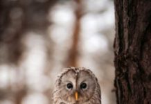 Research: Knowledge may help fine-tune conservation messages —