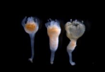 Research: What makes a jellyfish? —