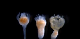 Research: What makes a jellyfish? —