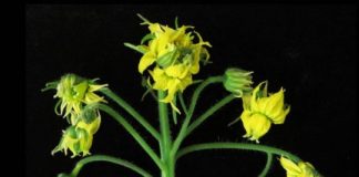 Research: To protect stem cells, plants have diverse genetic backup plans —