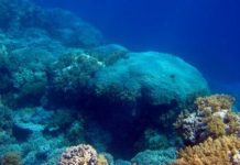 Research: Corals in the Red Sea offer long-term view of the south Asian summer monsoon —