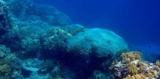 Research: Corals in the Red Sea offer long-term view of the south Asian summer monsoon —