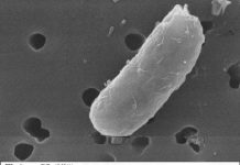 Research: Bacteria harness viruses to distinguish friend from foe —