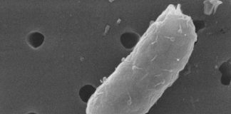 Research: Bacteria harness viruses to distinguish friend from foe —