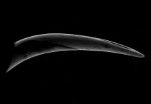 Research: Puncture performance of viper fangs measured —