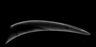 Research: Puncture performance of viper fangs measured —