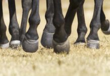 Research: Is one toe really better than three? How horse’ legs evolved for travel rather than speed —