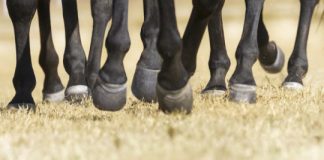 Research: Is one toe really better than three? How horse’ legs evolved for travel rather than speed —