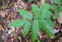 Research: Amazonian soils mapped using indicator species —