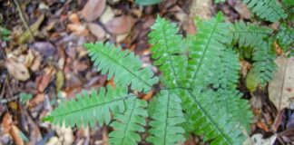 Research: Amazonian soils mapped using indicator species —