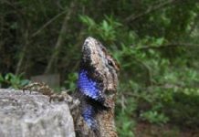 Research: Features that make lizards appealing to potential mates are resilient to stress —