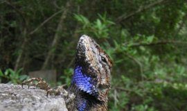 Research: Features that make lizards appealing to potential mates are resilient to stress —