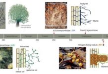 Research: Plants and microbes shape global biomes through local underground alliances —