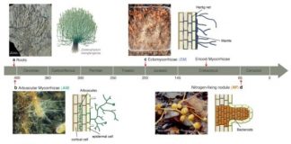 Research: Plants and microbes shape global biomes through local underground alliances —