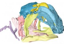 Research: Coelacanth reveals new insights into skull evolution —