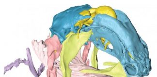 Research: Coelacanth reveals new insights into skull evolution —