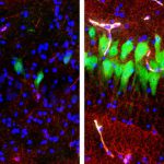 Study: Scientists restore some functions in a pig’s brain hours after death — (Details)