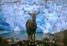 Research: Virus could pose conservation threat to huemul populations —