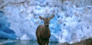 Research: Virus could pose conservation threat to huemul populations —