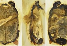 Research: Ancient beetle infiltrated earliest-known ant colonies like its modern relatives —