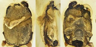 Research: Ancient beetle infiltrated earliest-known ant colonies like its modern relatives —