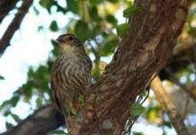 Research: A genetic and computational analysis of birds suggests that the Andean and Atlantic tropical forests, which are now almost a thousand kilometers apart, were connected via the Cerrado in the distant past —