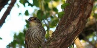 Research: A genetic and computational analysis of birds suggests that the Andean and Atlantic tropical forests, which are now almost a thousand kilometers apart, were connected via the Cerrado in the distant past —
