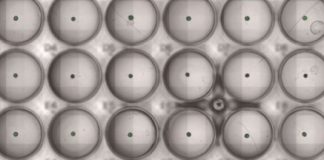 Study: Bacterial therapy in a dish — (Details)