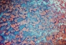 Research: New eDNA technology used to quickly assess coral reefs —