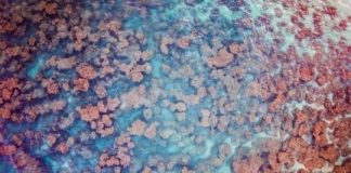 Research: New eDNA technology used to quickly assess coral reefs —