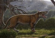 Research: Paleontologists say mammal was larger than a polar bear —