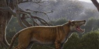 Research: Paleontologists say mammal was larger than a polar bear —