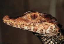 Research: Infamous ‘death roll’ almost universal among crocodile species —