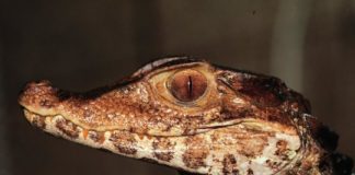 Research: Infamous ‘death roll’ almost universal among crocodile species —