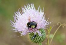 Research: Disappearing bumblebee species under threat of extinction —