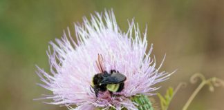 Research: Disappearing bumblebee species under threat of extinction —