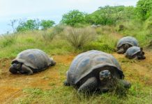 Research: Unlike many migratory species, Galapagos giant tortoises do not use current environmental conditions to time their seasonal migration —