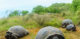 Research: Unlike many migratory species, Galapagos giant tortoises do not use current environmental conditions to time their seasonal migration —