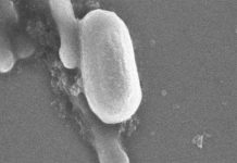 Research: Spore-forming bacteria survive on surfaces coated with antimicrobial, latex paints —