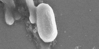 Research: Spore-forming bacteria survive on surfaces coated with antimicrobial, latex paints —