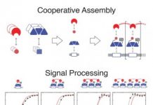 Research: Bioengineers program cells as digital signal processors —