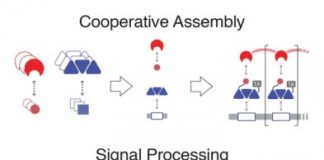 Research: Bioengineers program cells as digital signal processors —