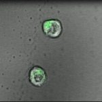 Study: Scientists advance creation of ‘artificial lymph node’ to fight cancer, other diseases — (Details)