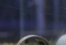 Research: Fish under threat release chemicals to warn others of danger —