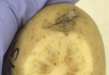 Research: New variety of zebra chip disease threatens potato production in southwestern Oregon —
